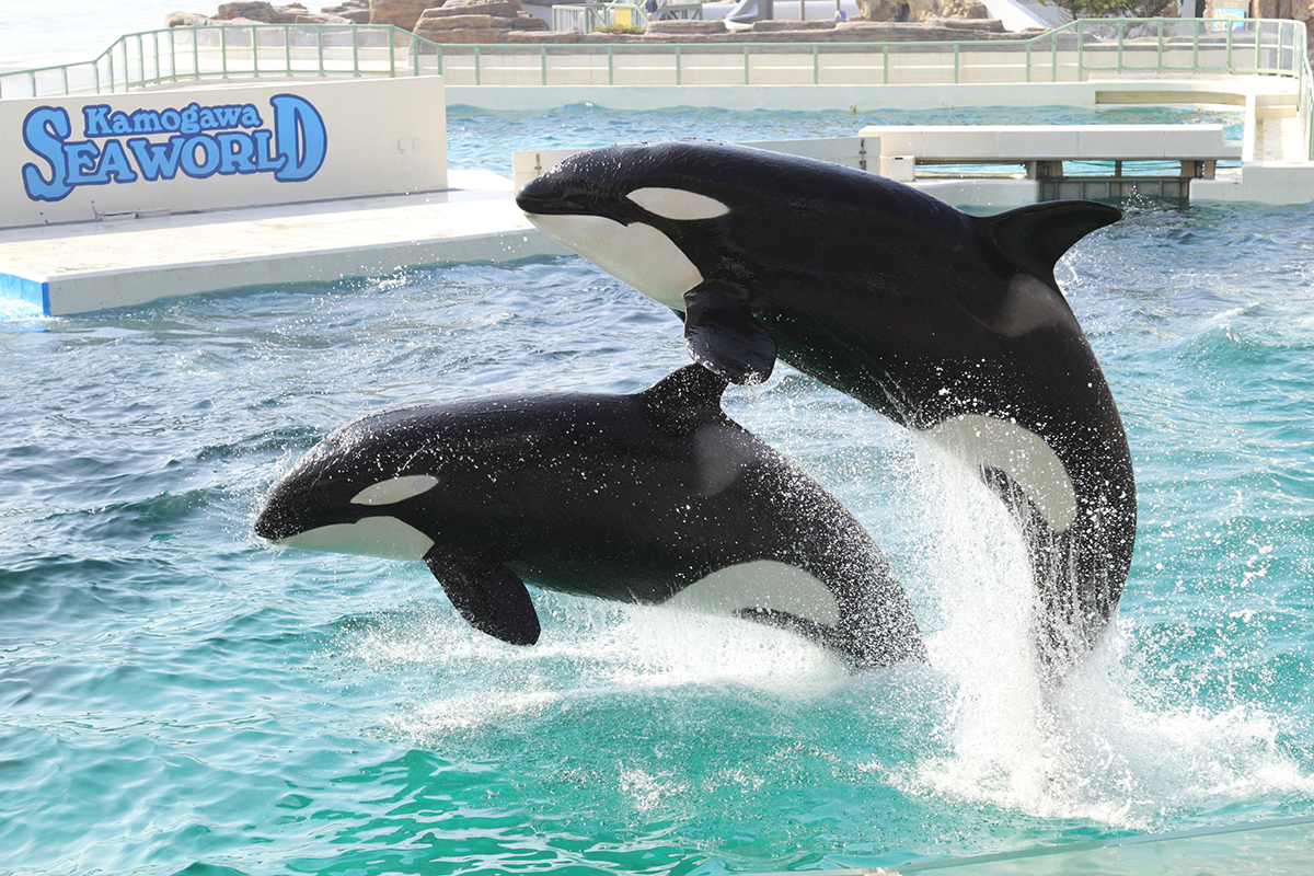 海の王者 シャチの大迫力のジャンプは必見 鴨川シーワールドと三井アウトレットパーク木更津でお買い物 関鉄観光株式会社